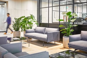 office-plants-fuzzy-1